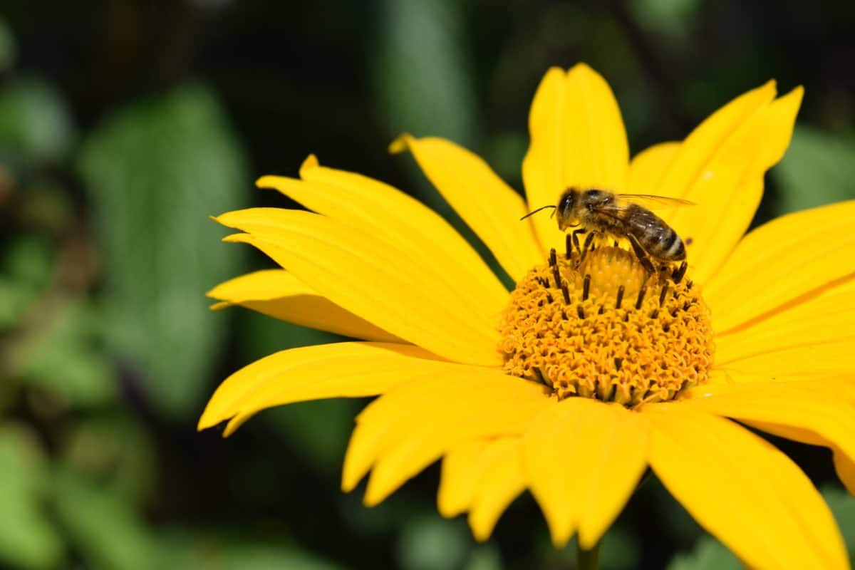 natur, insekt, sommar, wildflower, honungsbinas, makro, detalj, gul