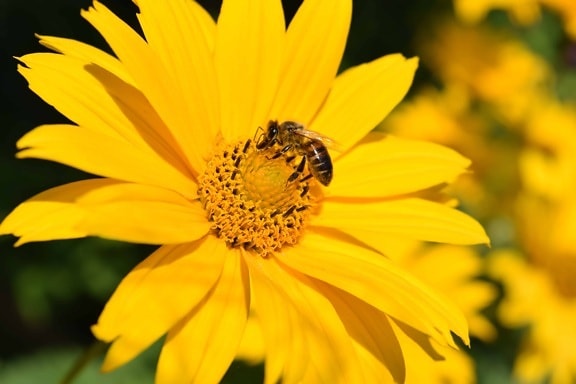 Honeybee, makro, blomst, anlegg, kronblad, tusenfryd, sommer, urt, blomst