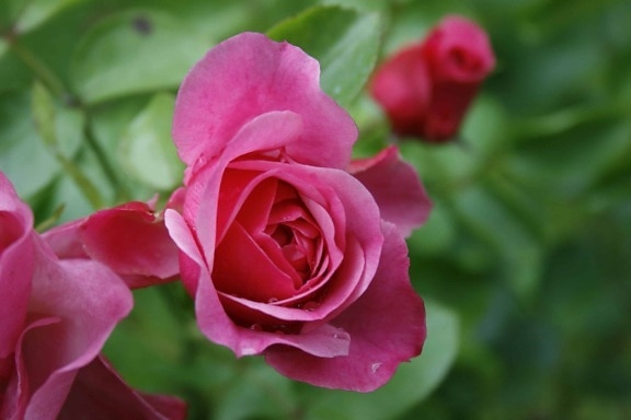 Free picture: bouquet, white flower, rose, petal, arrangement, plant