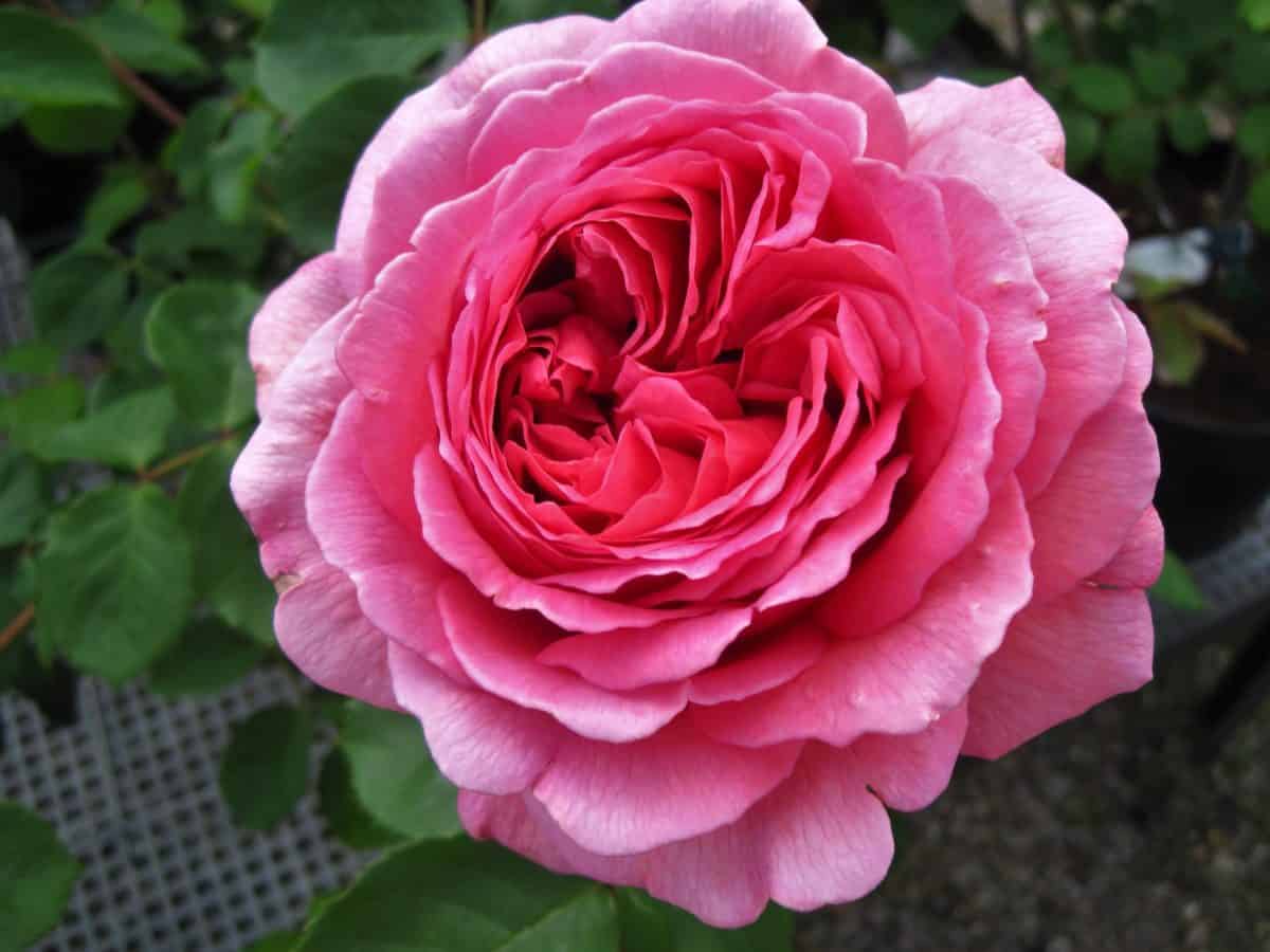 Rose petal, bloem, flora, blad, natuur, macro, outdoor, plant