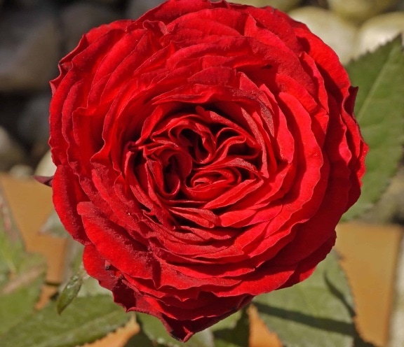 градинарство, дива роза, венчелистче, цветя, природа, флора, завод, цвят, червено цвете