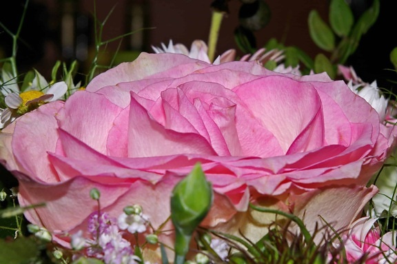 букет, цвете, листо, Градина, природа, роза, венчелистче, розово, аранжимент