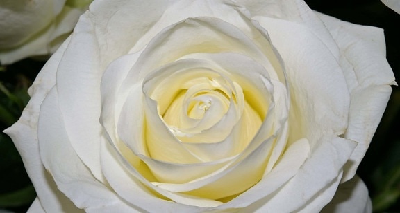 бяло цвете, пастел, дива роза, венчелистче, бяла, завод, макрос