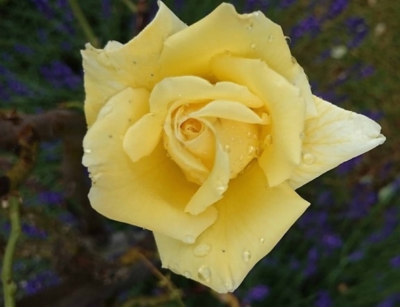 Rosa, kapljica kiše, flore, latice, list, prirode, cvijet, divlje ruže, biljka