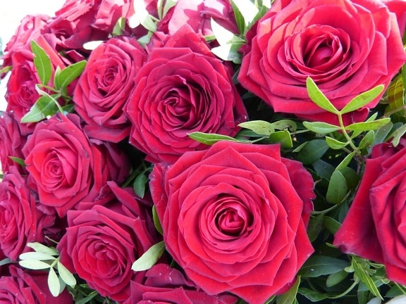 rose, flower, flora, bouquet, petal, arrangement, blossom, red flower