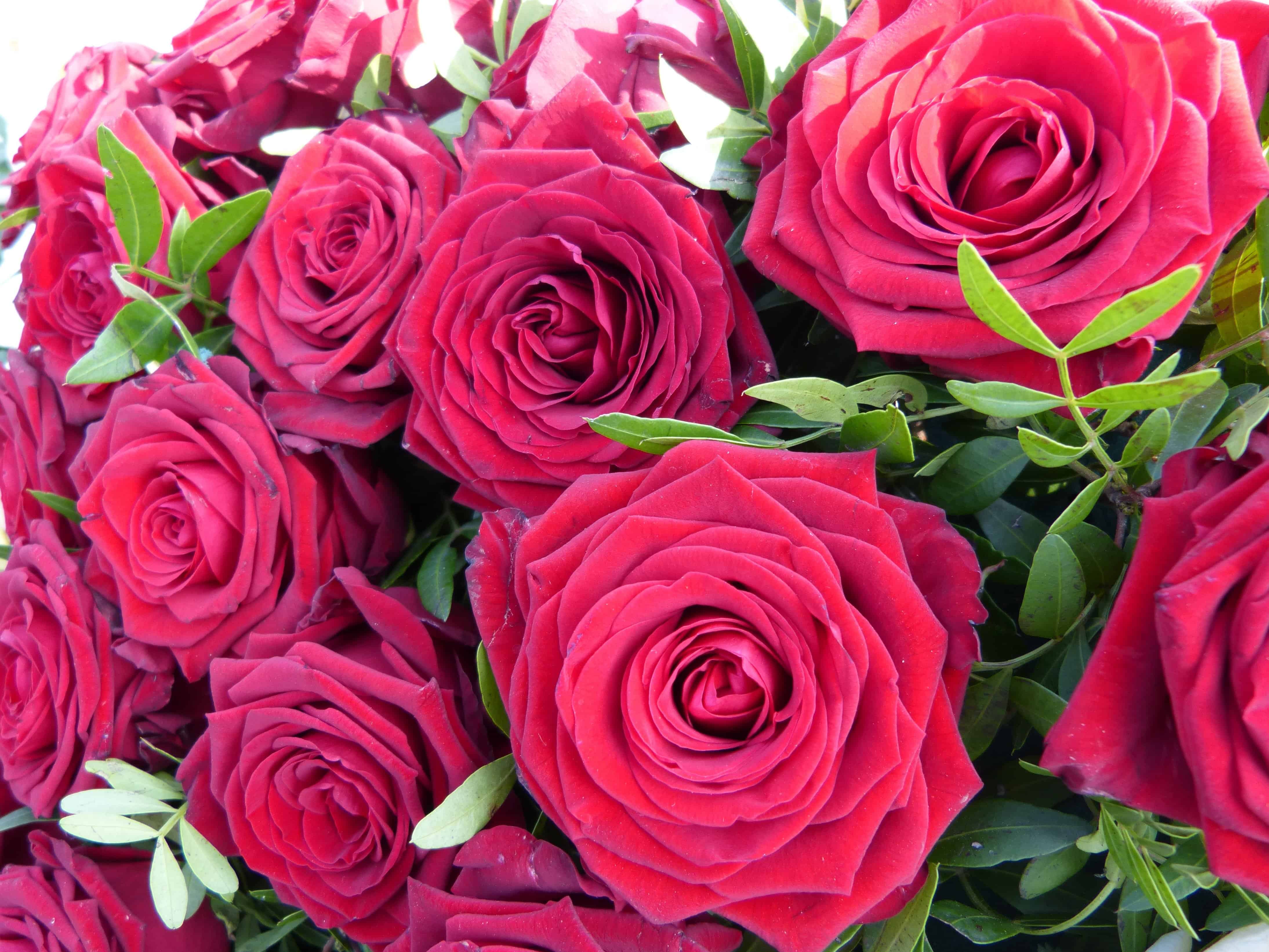 Imagem gratuita: rosa, flor, flora, buquê, pétala, arranjo, flor, flor  vermelha
