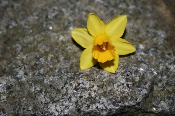 příroda, Narcis, kámen, pestík, rostlin, květin