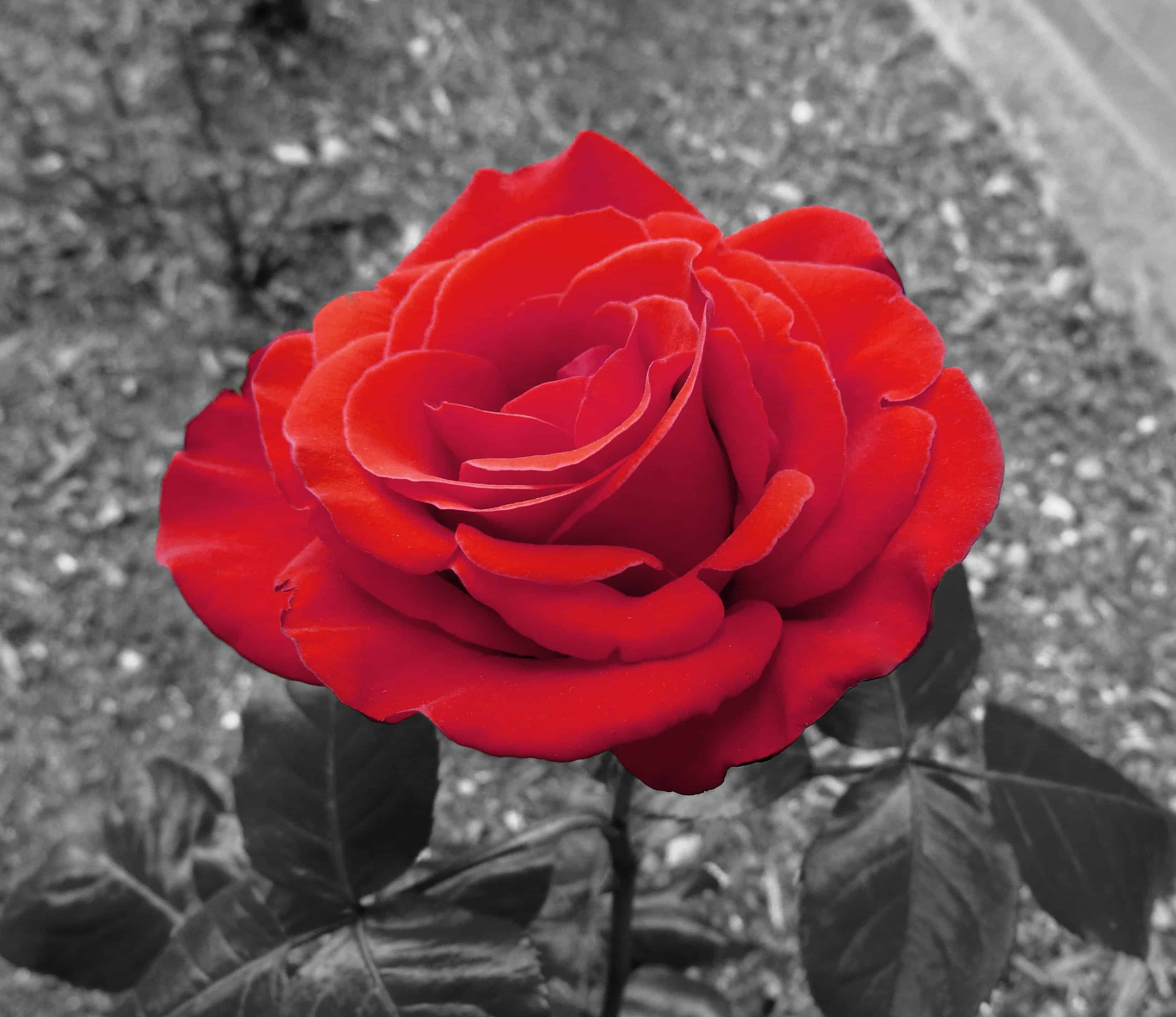 Foto Gratis Natura Petalo Fiore Flora Rosa Orticoltura Rosso Bianco E Nero