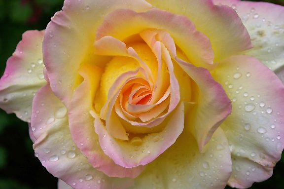 дъждовна капка, цвете, венчелистче, роса, природа, листа, роза, завод, розово, детайл