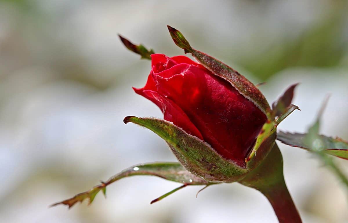 Thiên nhiên, Hoa hồng hoang dã, lá, nụ hoa