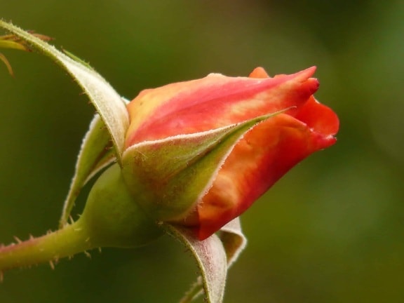 цветна пъпка, дива роза, листа, природата, Градина, венчелистче, цвят, растителна