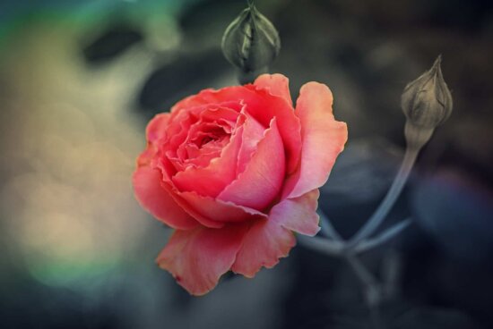 Free picture: rose, flower, flora, bouquet, petal, arrangement, blossom ...