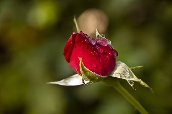 Hoa, lá, thiên nhiên, sương, giọt nước mưa, ánh sáng ban ngày, Hoa hồng hoang dã