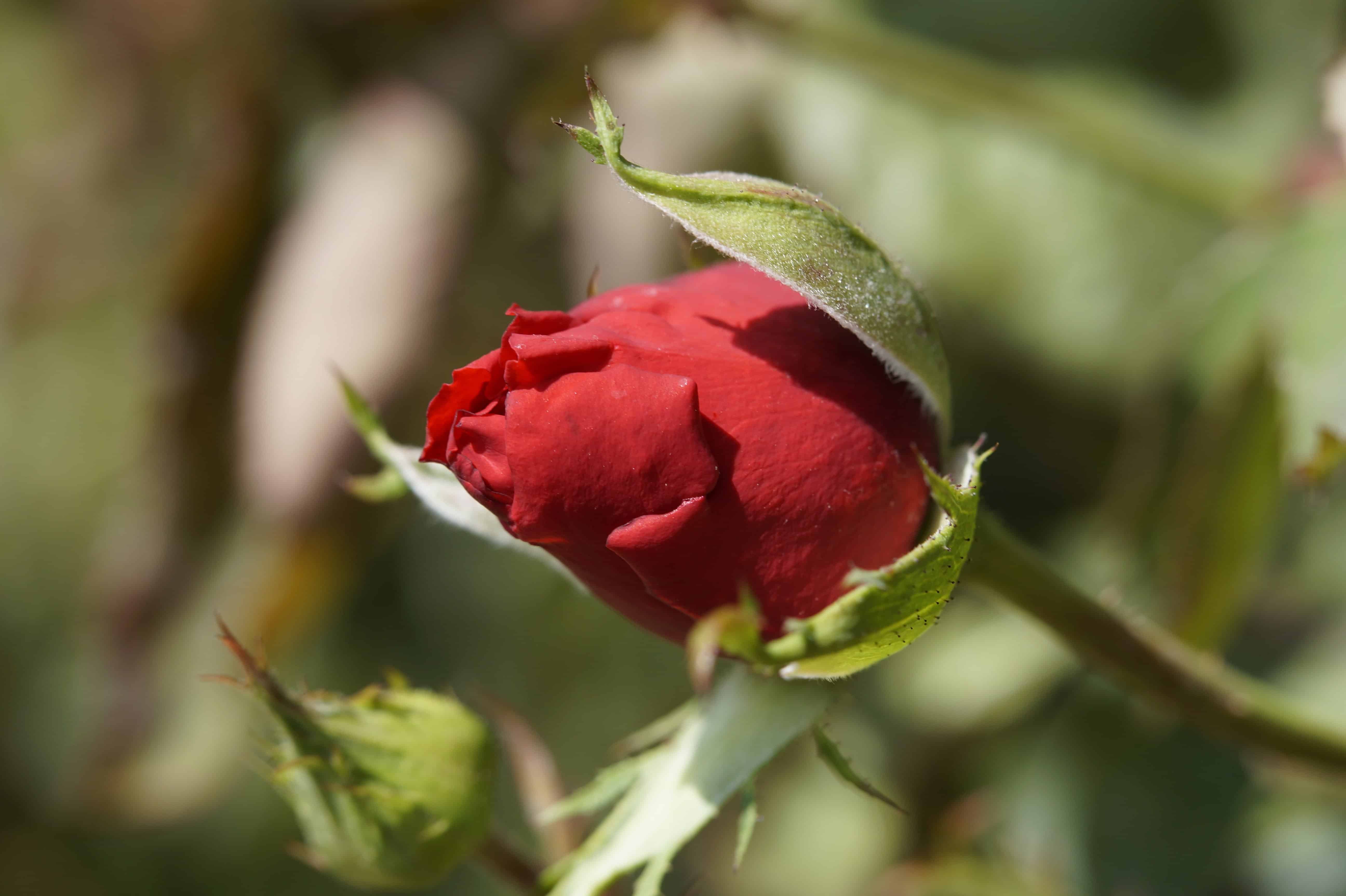 Красные бутоны 15 дата выхода. Hoja Verde розы. Бутон красной розы.
