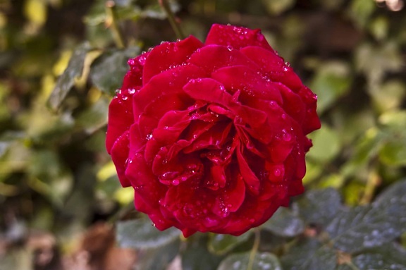 červený květ, list, divoká růže, příroda, flora, Rosa, dešťové kapky, zahrada, květ