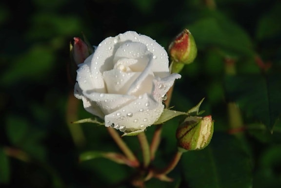λευκό λουλούδι, χλωρίδα, φύση, Άγριο Τριαντάφυλλο, φύλλα, δροσιά, άνθος