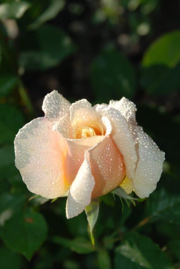 Rosa, makronaredbe, vrt, vlaga, kapljica kiše, flore, priroda, list, bijeli cvijet, ruža, biljka