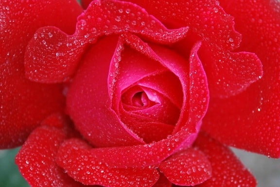 Rosa, rose, příroda, Rosa, květ, okvětní lístek, rostlina, květ