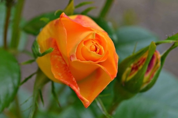 дива роза, цветна пъпка, природа, листа, wildflower, завод, венчелистче, цвят