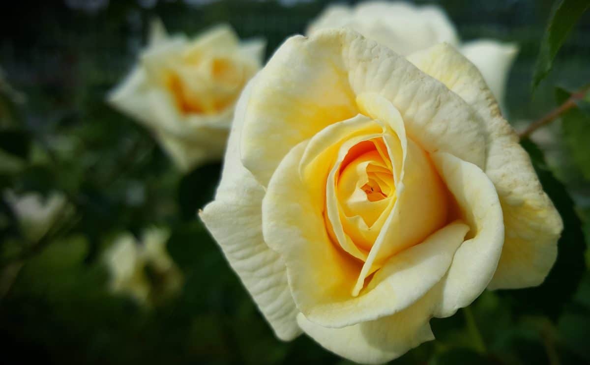 bunga putih, alam, kelopak, rose, hortikultura