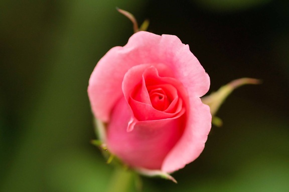 градинарство, венчелистче, листа, роза, флора, цвете, природата, цвят, розово, Градина