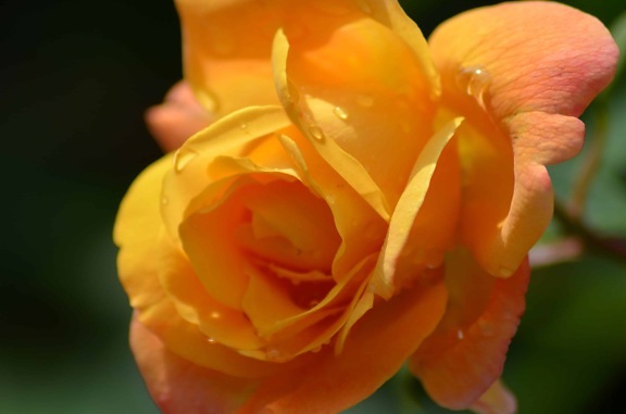 ดิว ดอกไม้ ธรรมชาติ เบโกเนีย กุหลาบ ดอกไม้ พืช สวน