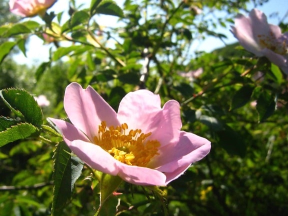 цвете, Буш, лято, градинарство, природа, Градина, венчелистче, дива роза