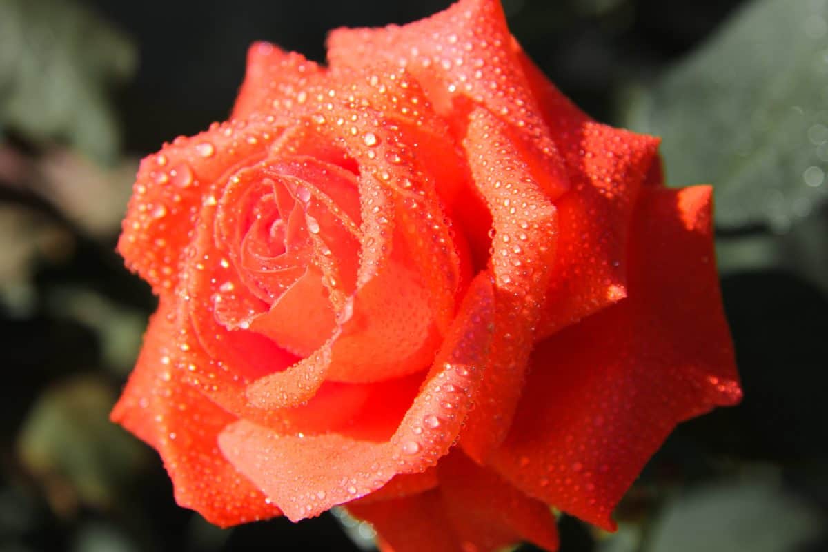 Rosa, list, priroda, divlje ruže, divlji cvijet, latica, biljka, kap, vrt