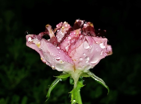 rosy, kropla deszczu, makro, kwiat, liść zielony, natura, róża, roślin, ciemności