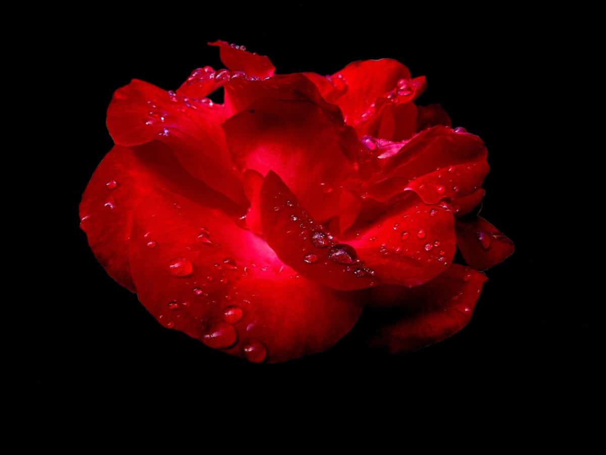тъмно, сянка, роза, червено цвете, венчелистче, завод, розово, градинарство