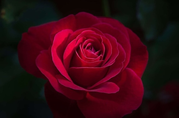 роза, венчелистче, цветя, растения, Фото студио, сянка