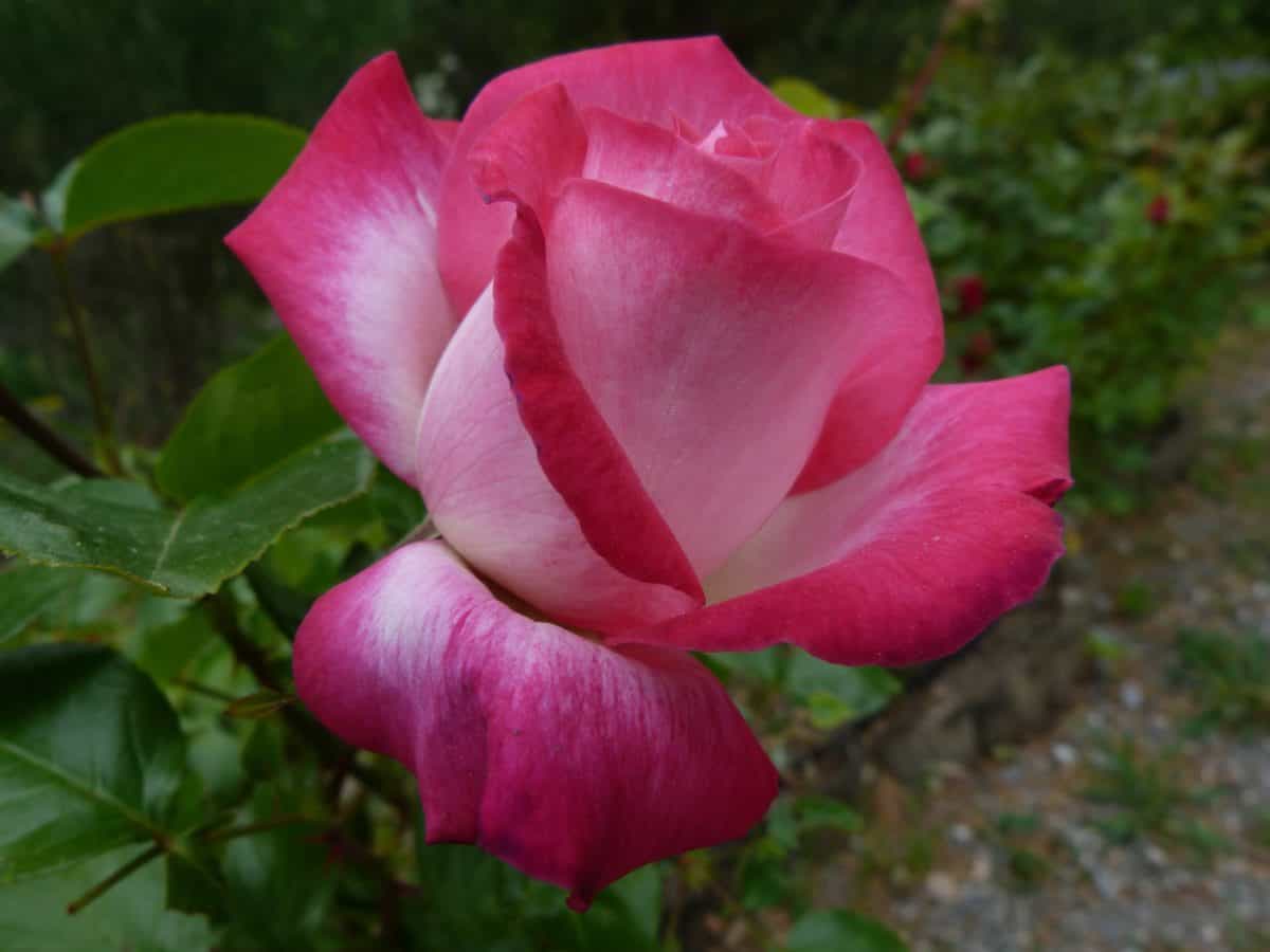 цветна пъпка, листа, дива роза, Градина, природа, флора, завод, розово, венчелистче