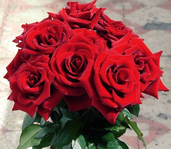 horticulturepetal, rose, flore, bouquet, fleur rouge, arrangement