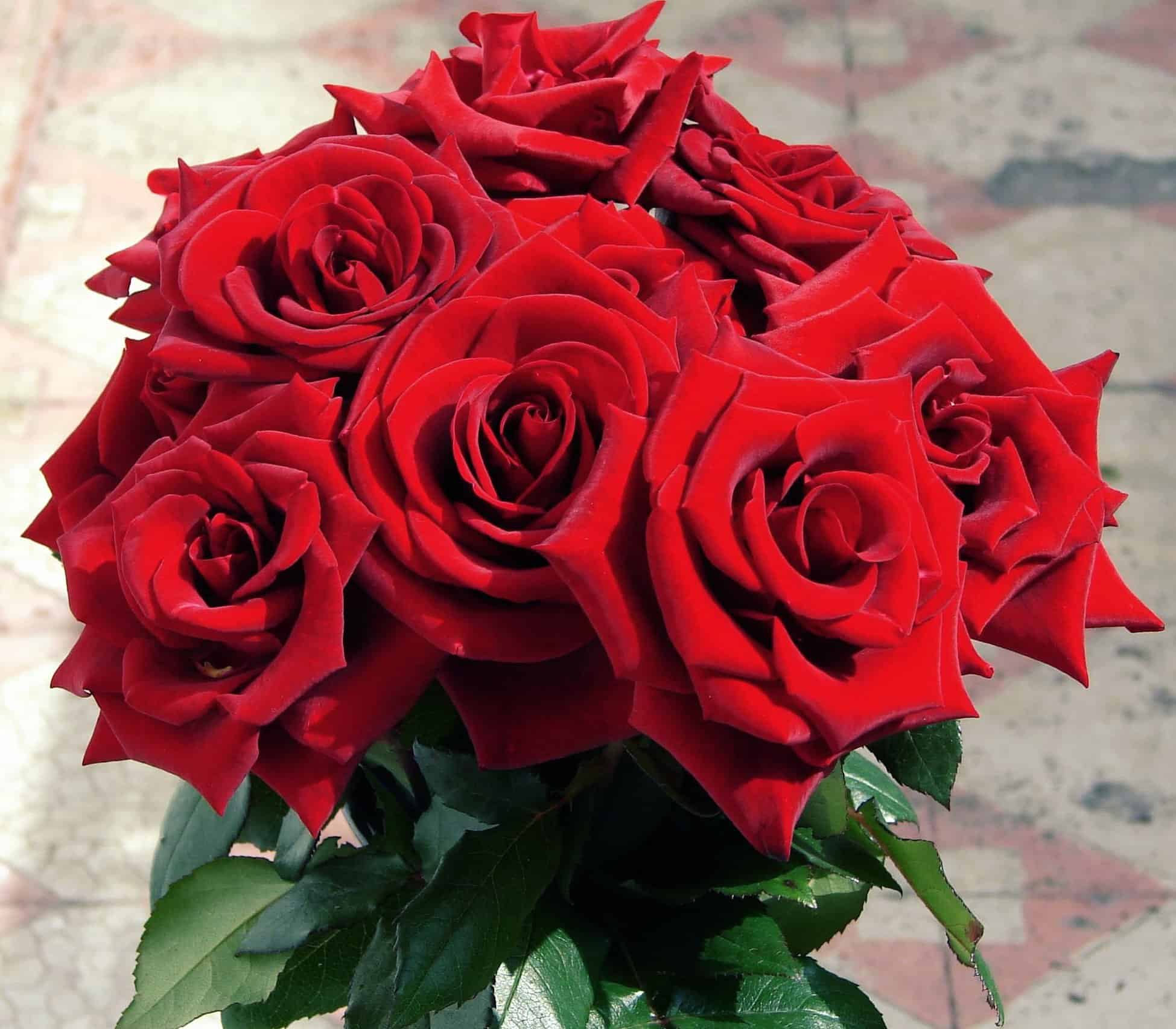 Image libre: horticulturepetal, rose, flore, bouquet, fleur rouge,  arrangement
