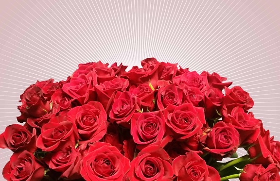 Букет, красный цветок, Лепесток, Роза, лепестки, цветут, композиция, завод