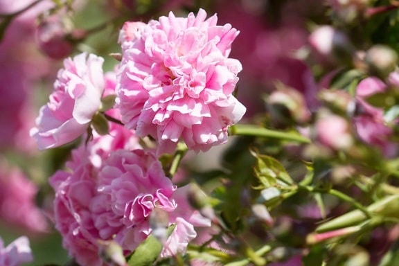 ดอกไม้ กลีบดอกไม้ ธรรมชาติ พืชสวน ใบ พืช ฤดูร้อน สวน สีชมพู