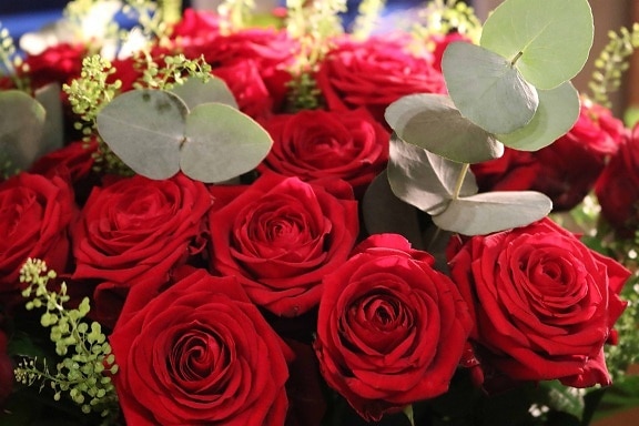 bouquet, rose, flower, petal, flora, arrangement, petals, blossom