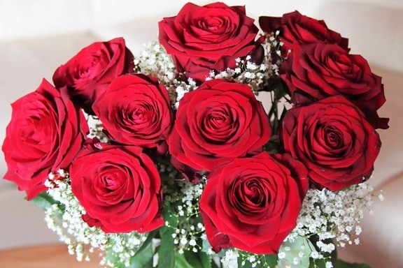 rose, bouquet, petal, flower, arrangement, blossom, plant, red