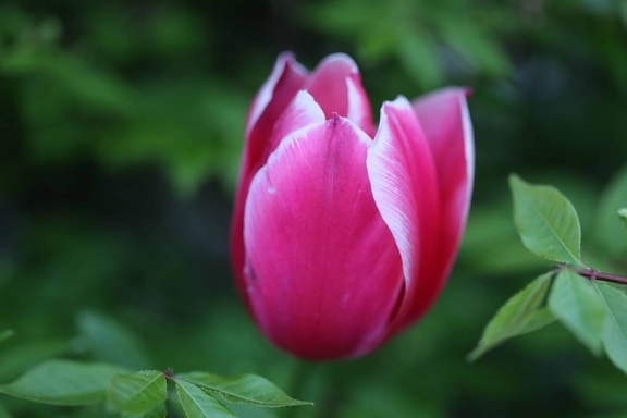 ฤดูร้อน สวน ธรรมชาติ ฟลอรา ดอกไม้ ใบ สีชมพู