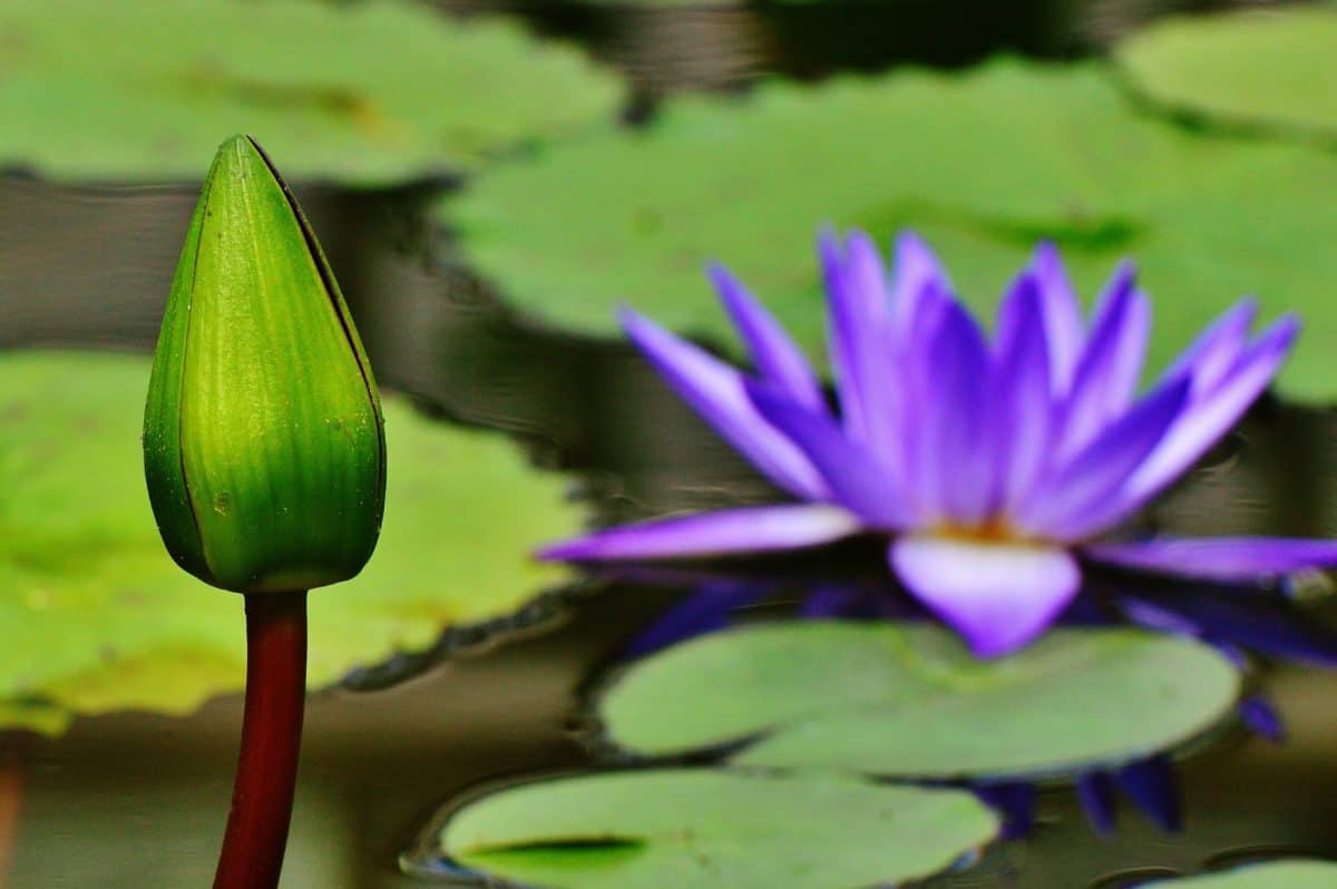 prirode, lotos, vodeni, meditacija, cvijet, list, waterlily, waterlily