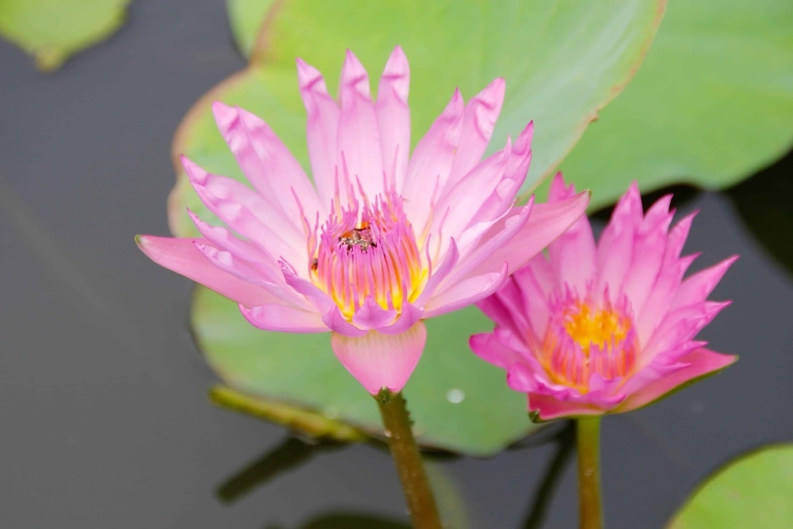 Lotus Leaf skirt Pink