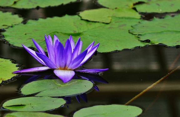 lotus, leaf, flower, nature, aquatic, flora, waterlily