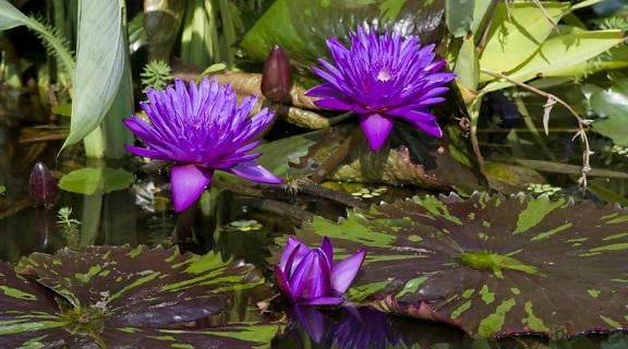 Пелюстка сад флори, водяна Лілія, квітка, природи, лист, Водні рослини