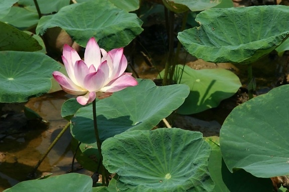 aquatische zomer, blad, waterlily, natuur, lotus, exotisch, flora