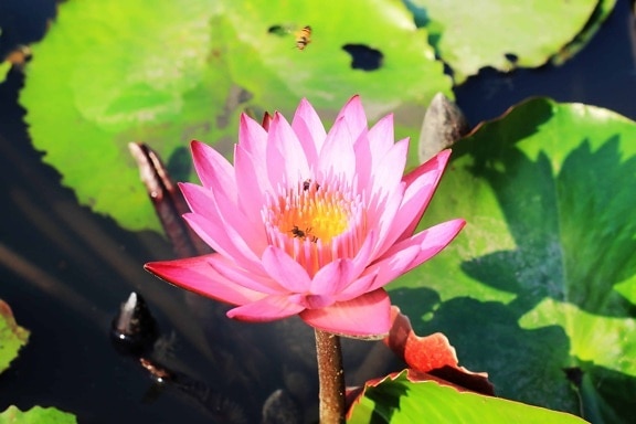 квітка водні водяна Лілія, сонце, lotus, флора, зелений лист, природа