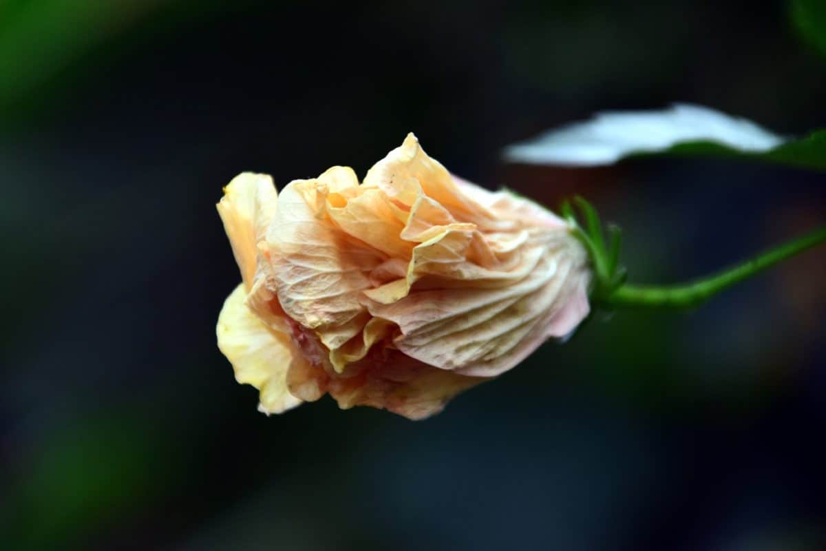 Природа квітка флори, листя, дика троянда, Пелюстка, завод