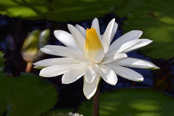 Lotus, flora, wodnych, natura, liść, lilia wodna, biały kwiat