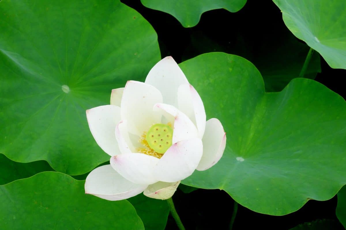 Природа lotus листя, диких квітів, сад, літні, lotus, флори