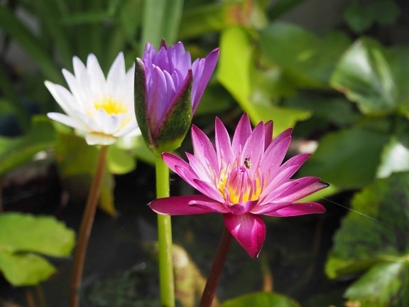 garden, lotus, waterlily, leaf, nature, flora, summer, wildflower