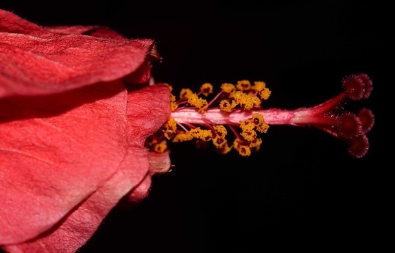 ชบา แมโคร ศาลา พืช ใบ ธรรมชาติ ดอกไม้ กลีบดอก พืช สีชมพู